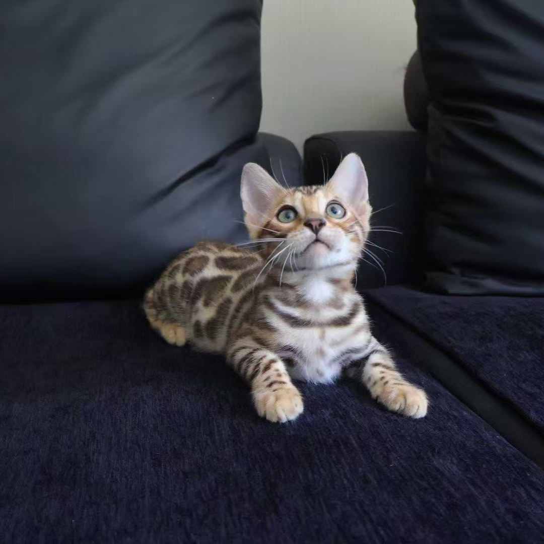 纯种孟加拉豹猫活体宠物猫通用链接