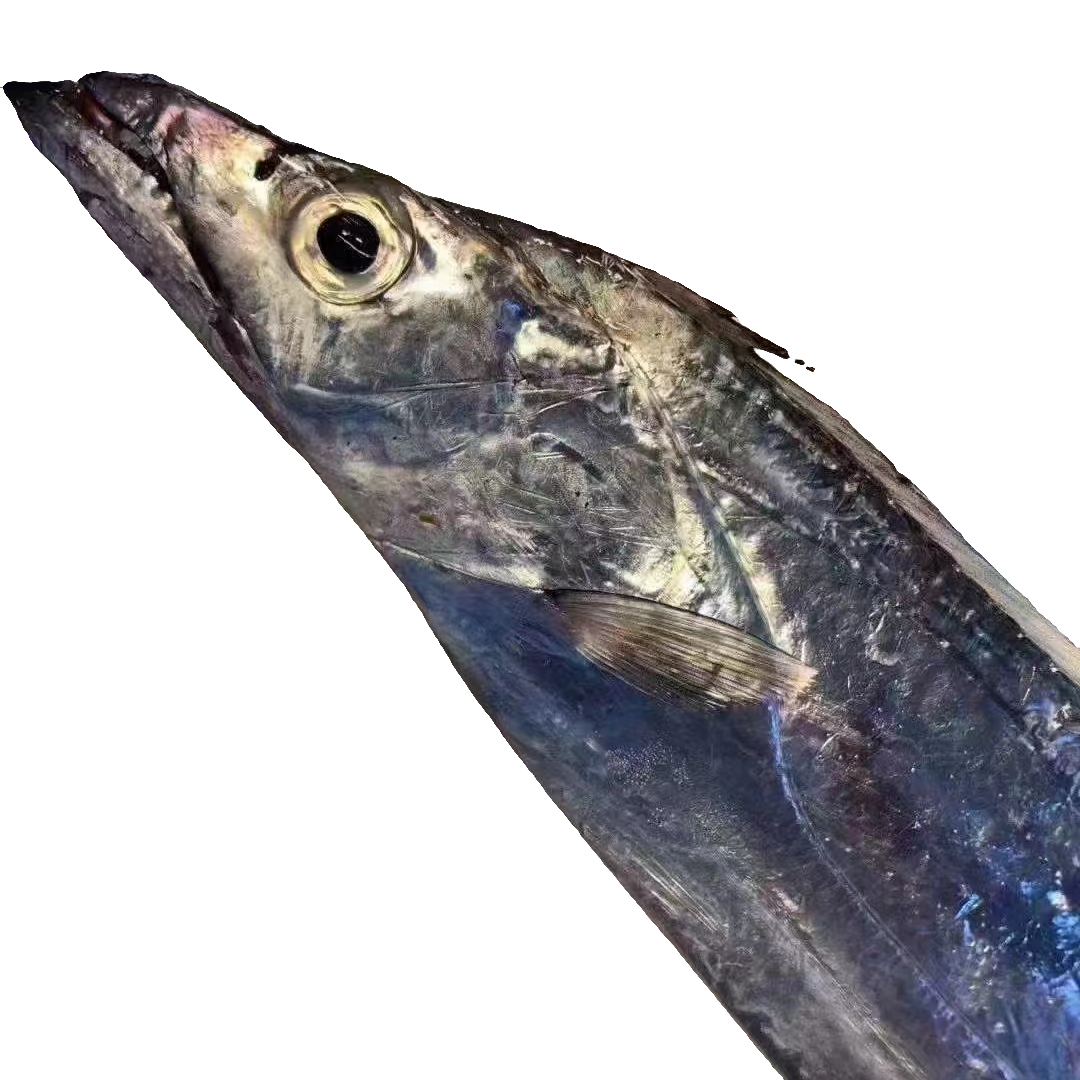 舟山野生海捕破肚子带鱼