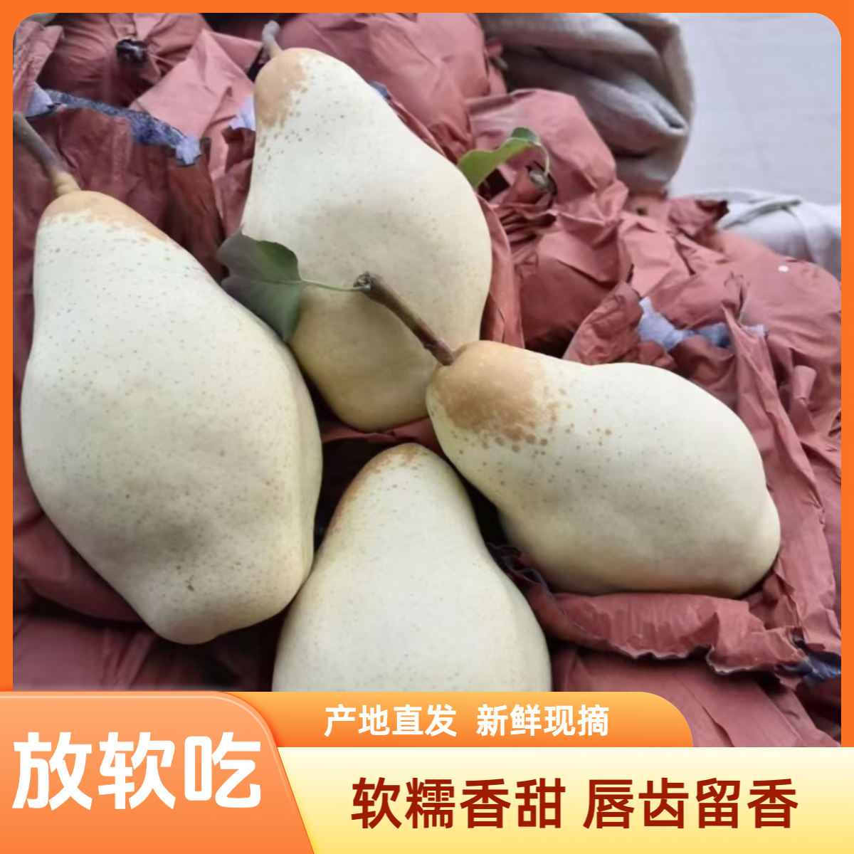  【放软吃】香蕉梨产地新鲜现发软糯香甜送长辈送朋友领导老人孩子