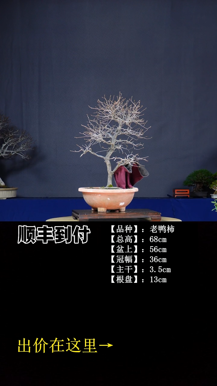 无花朵老鸭柿 不包邮