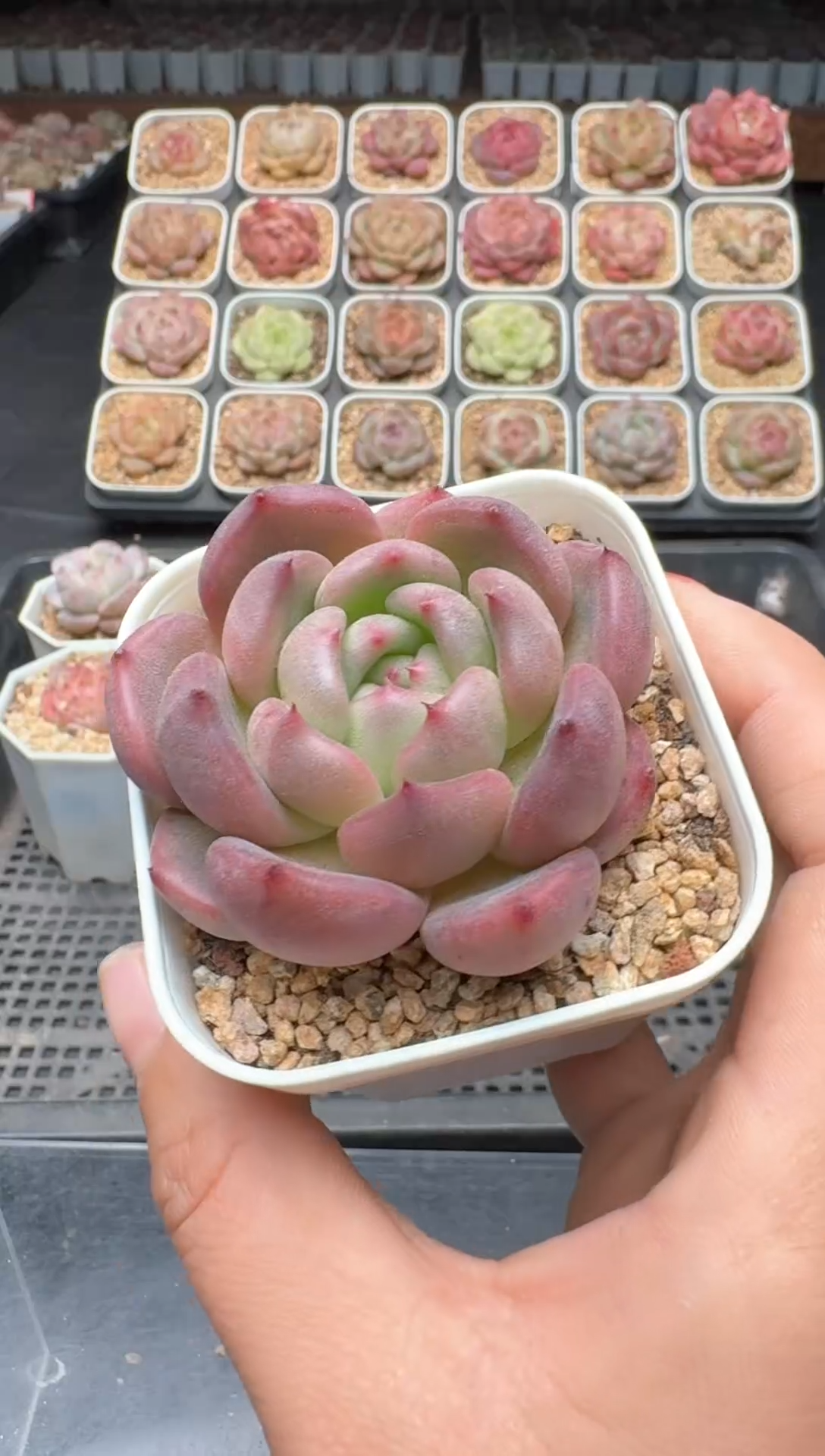 【闪购商品】3单包邮珍妮多肉一物一拍468