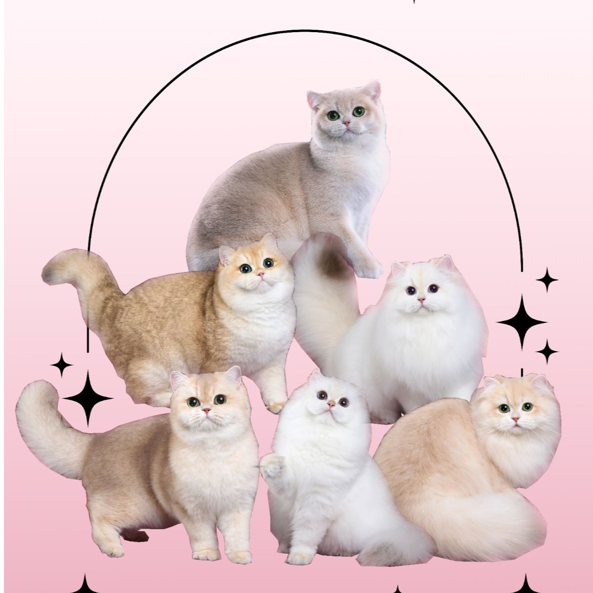 兰姐猫咪活体娃娃脸金渐层蓝金紫金渐成