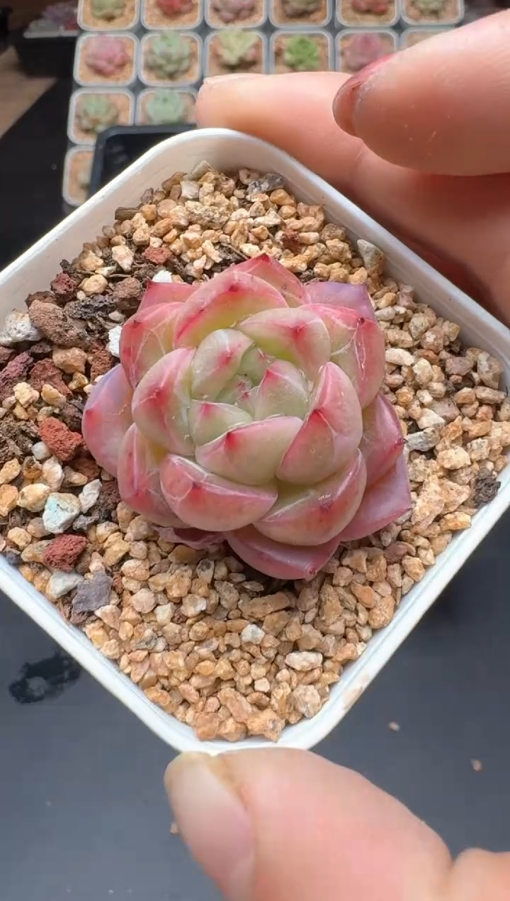 【闪购商品】607D物拍多肉带盆土6.5杯拍3颗包柚