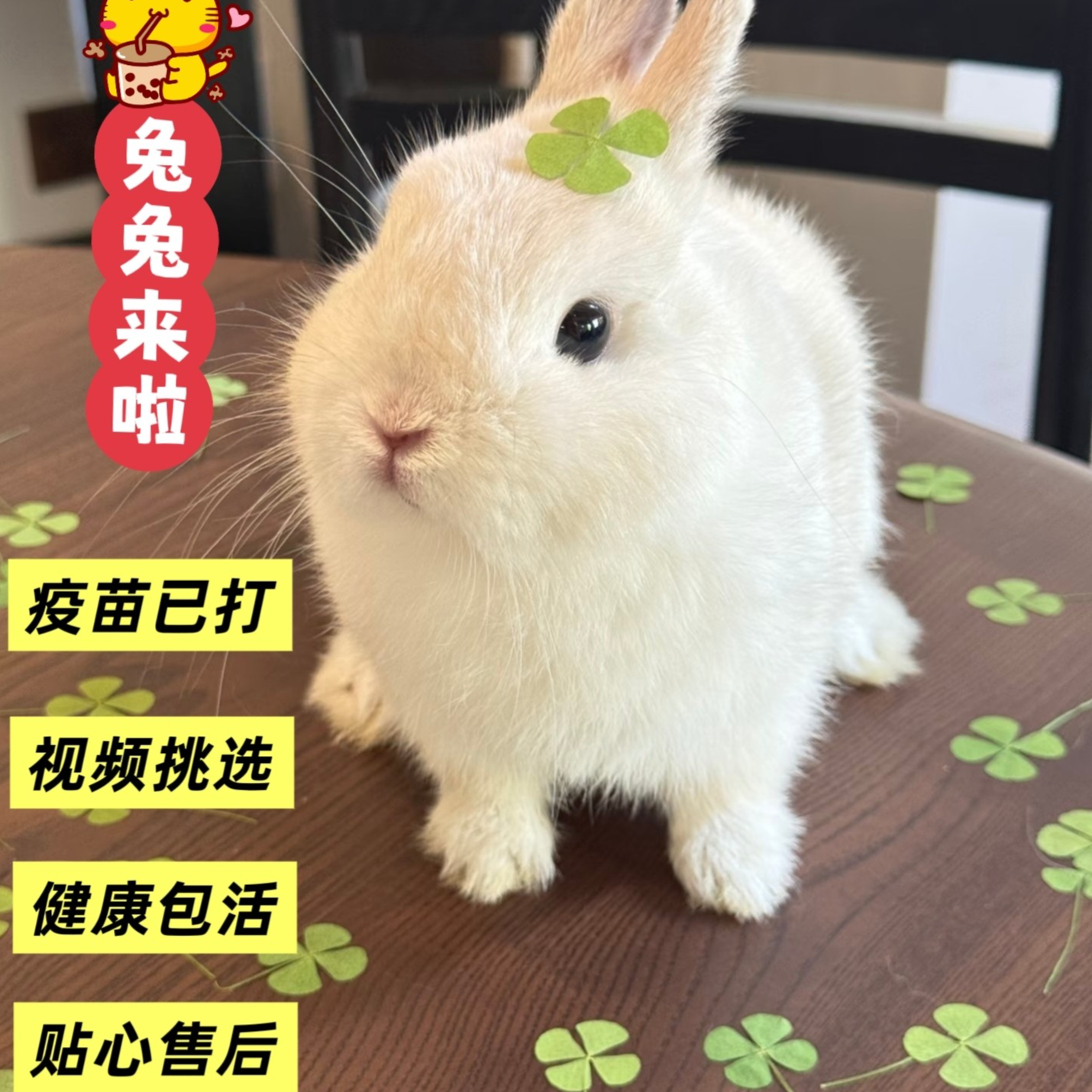 迷你侏儒垂耳兔活物长不大不咬人适合家养宠物兔