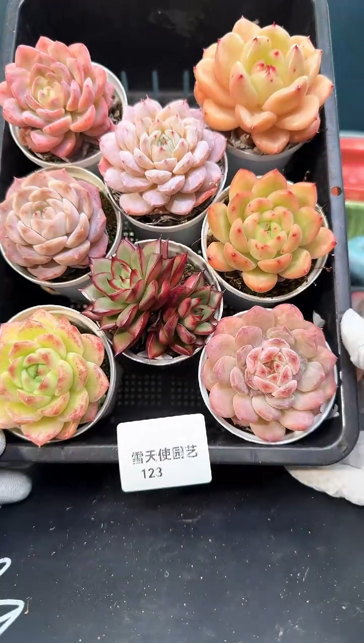 1 23    多肉8颗 