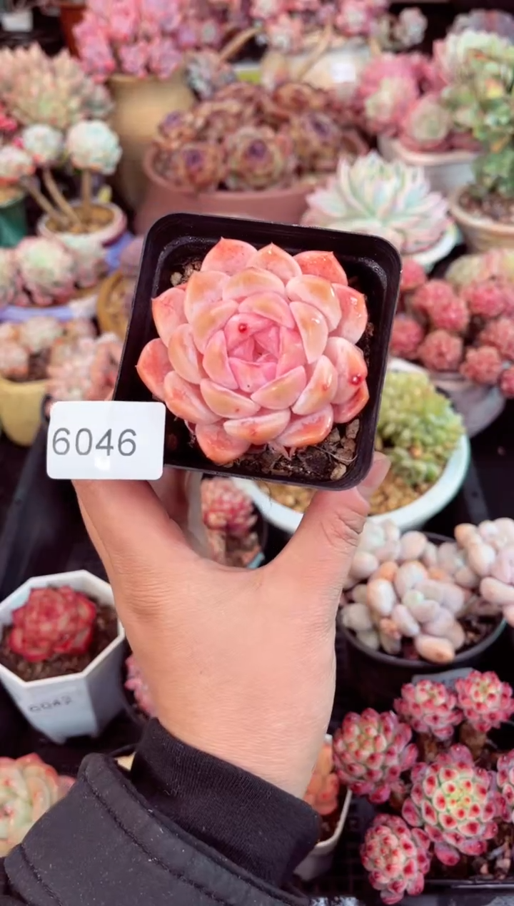 【闪购商品】6046单头冰魄多肉