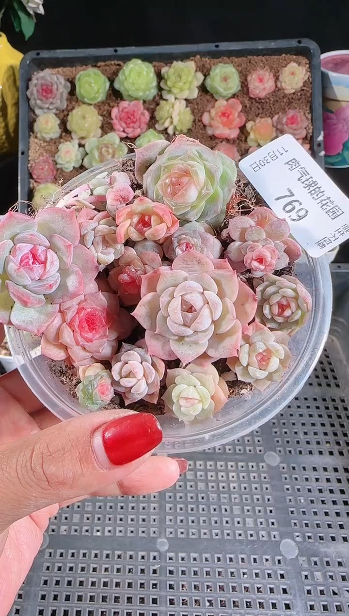 1130-769切糕多肉群生不包整