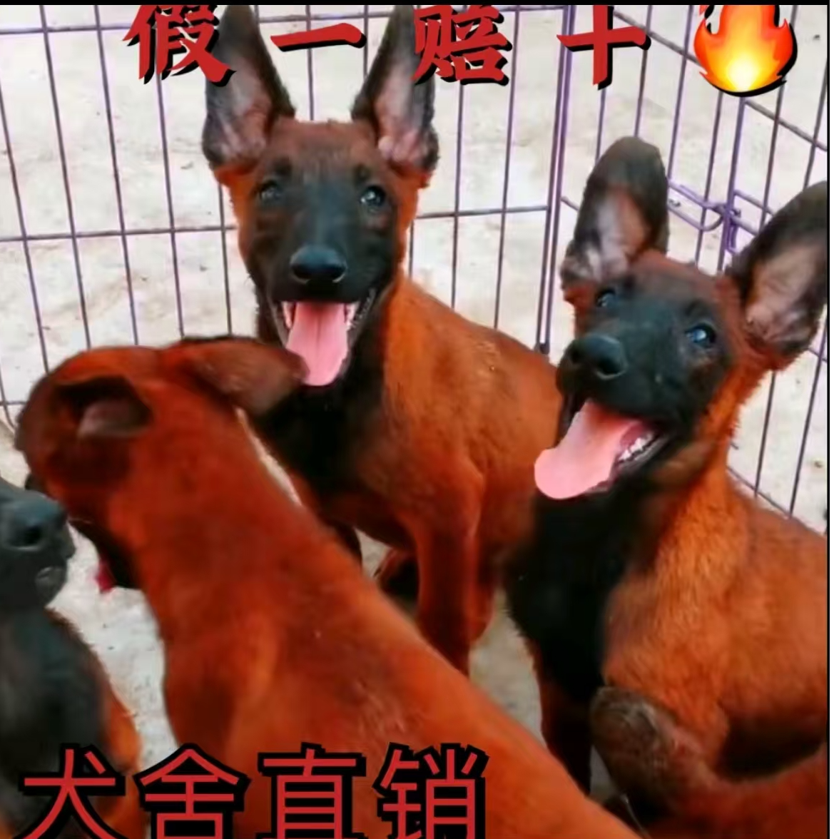 （马犬繁育基地）T狗狗活体
