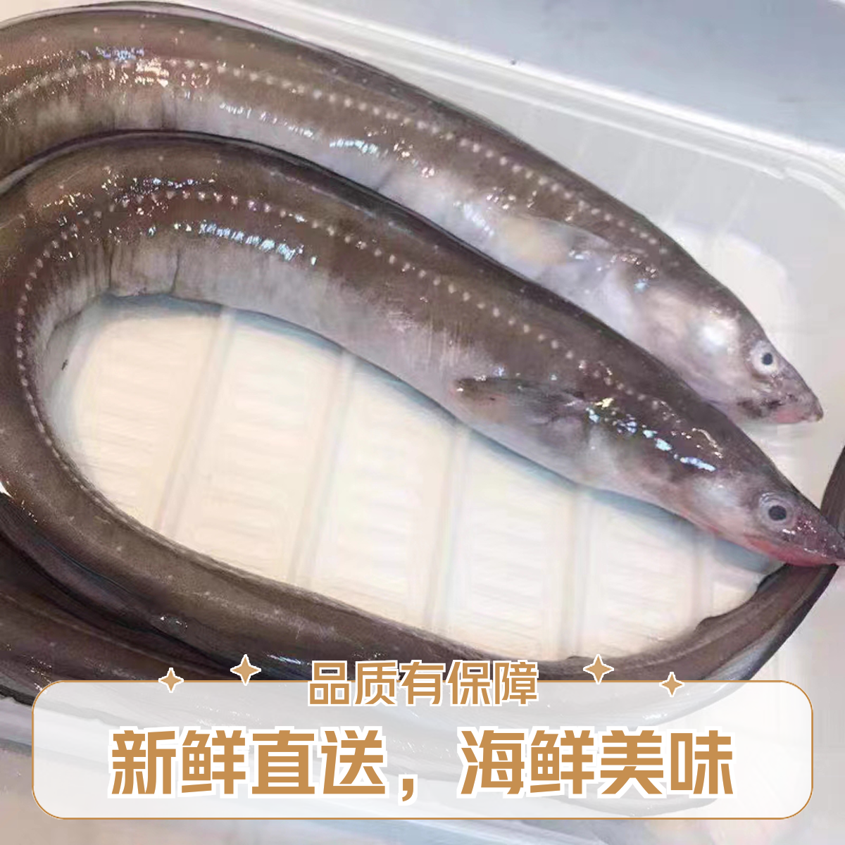 江苏赣榆发货七星鳗鱼称心鱼5斤
