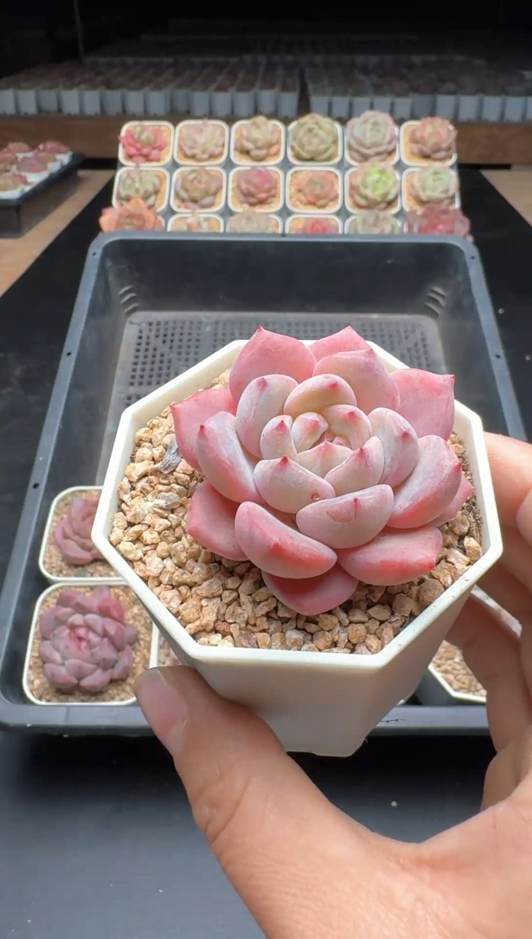 【闪购商品】893号一物一拍珍妮多肉花卉植物3颗起发