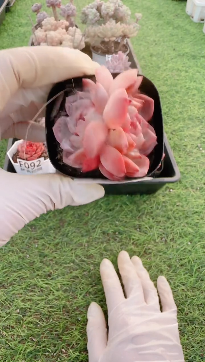 【闪购商品】梦会多肉一物一拍