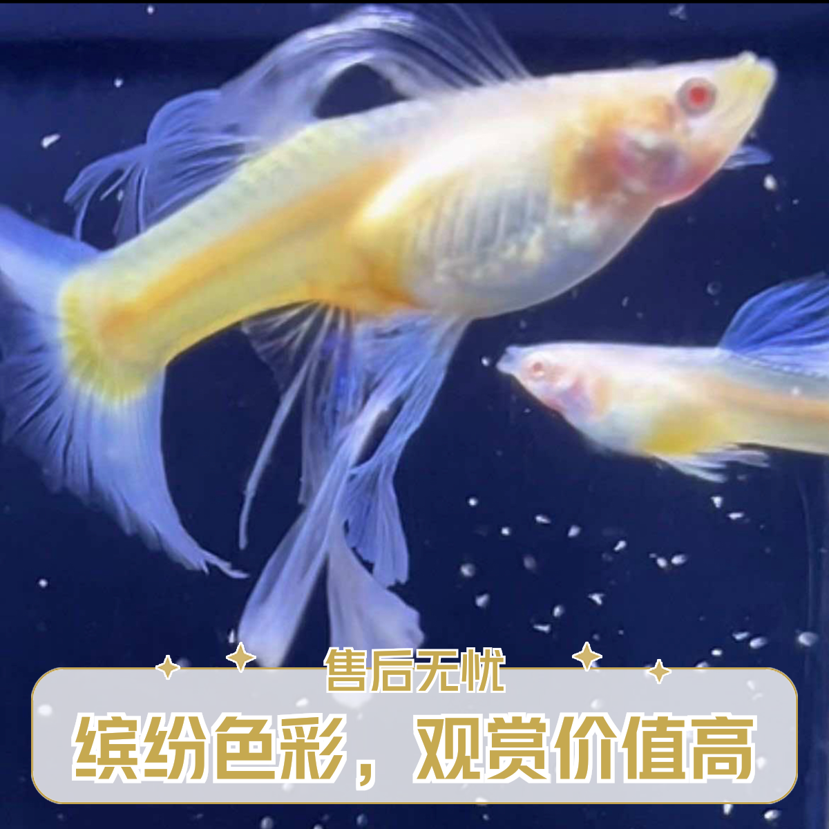 天空蓝系列 孔雀鱼