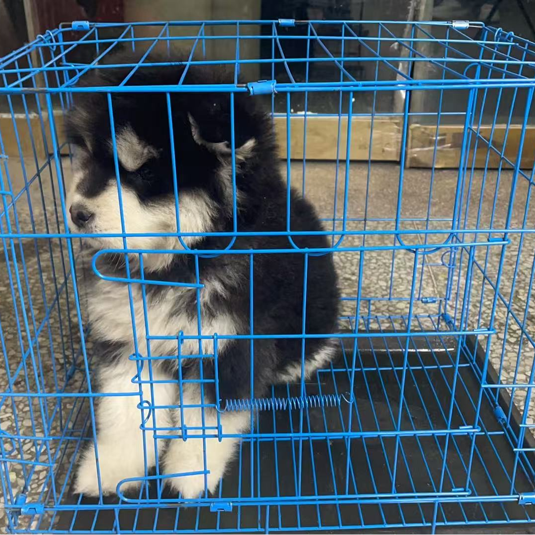 宠物狗笼子带厕所小型中型犬猫兔子便携折叠笼子