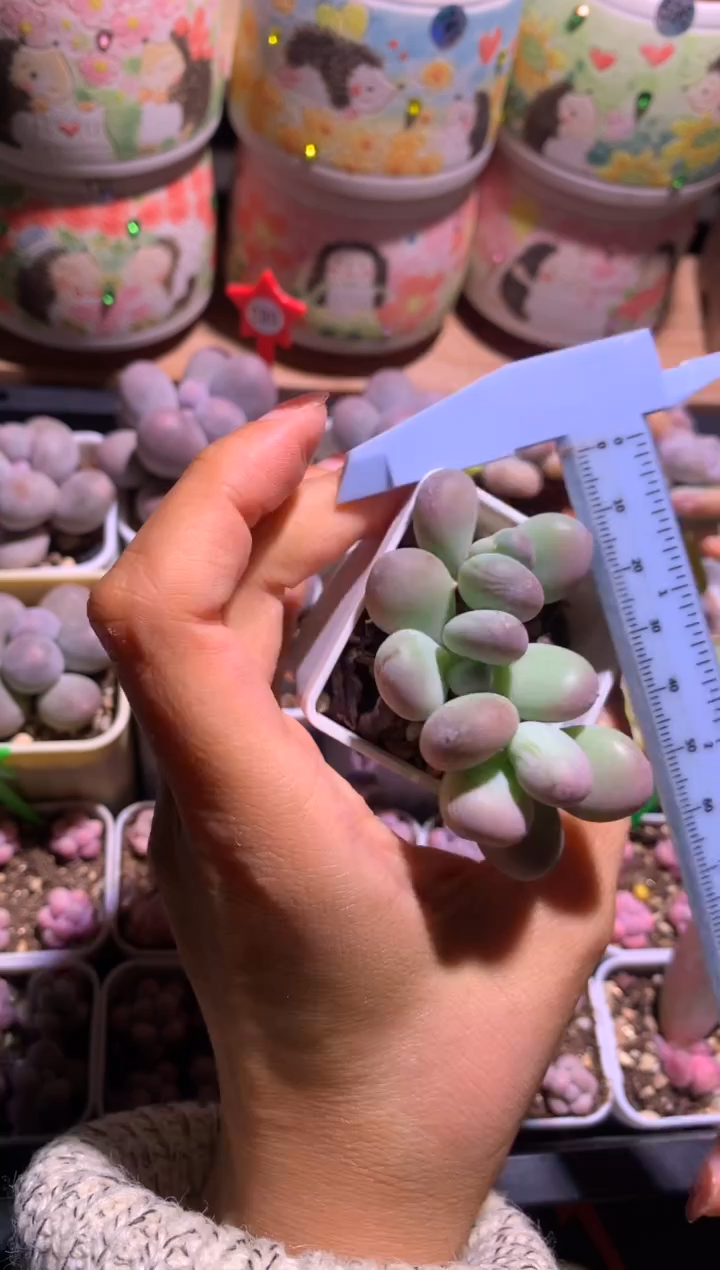 西瓜奶酪多肉，满28包邮，不满发一个叶片包邮