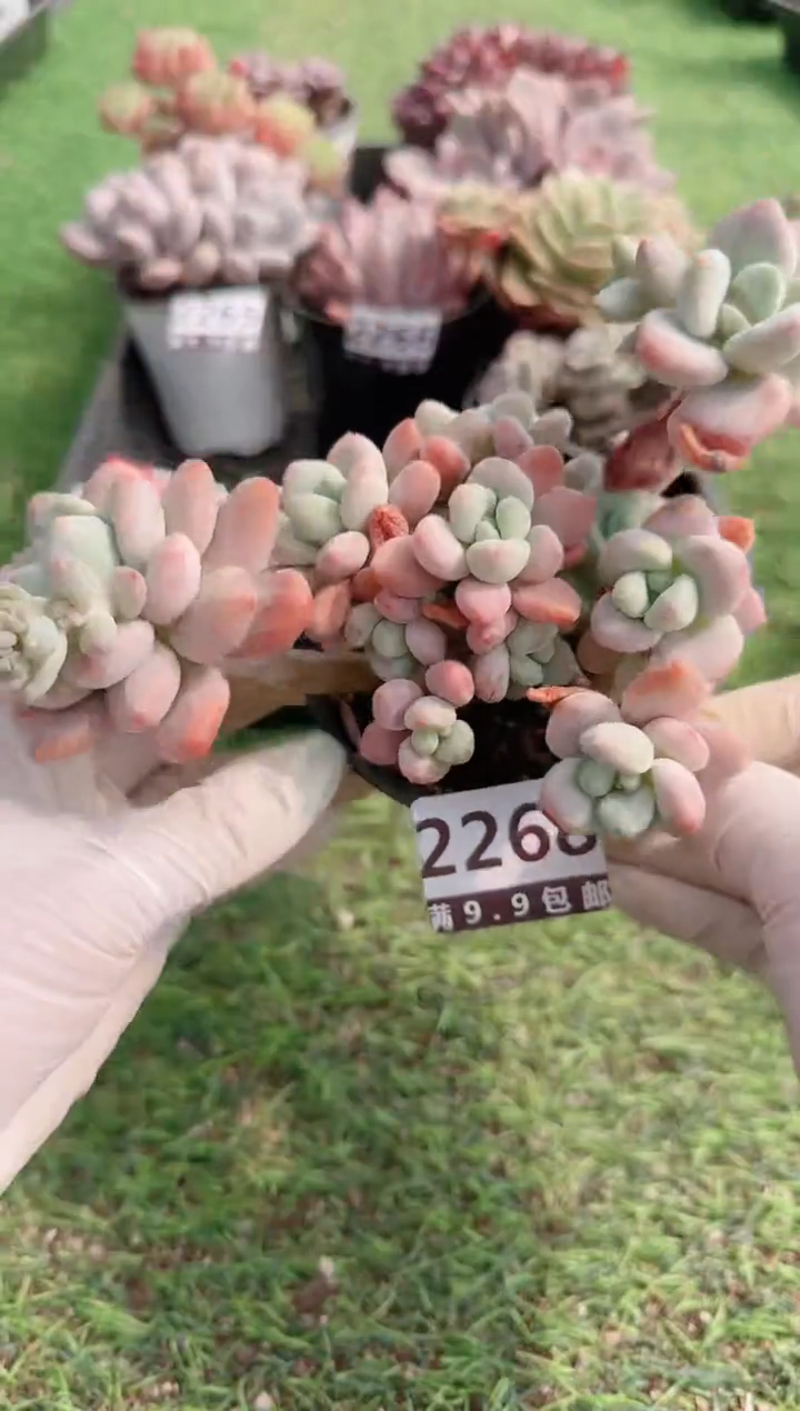 【闪购商品】信服多肉一物一拍