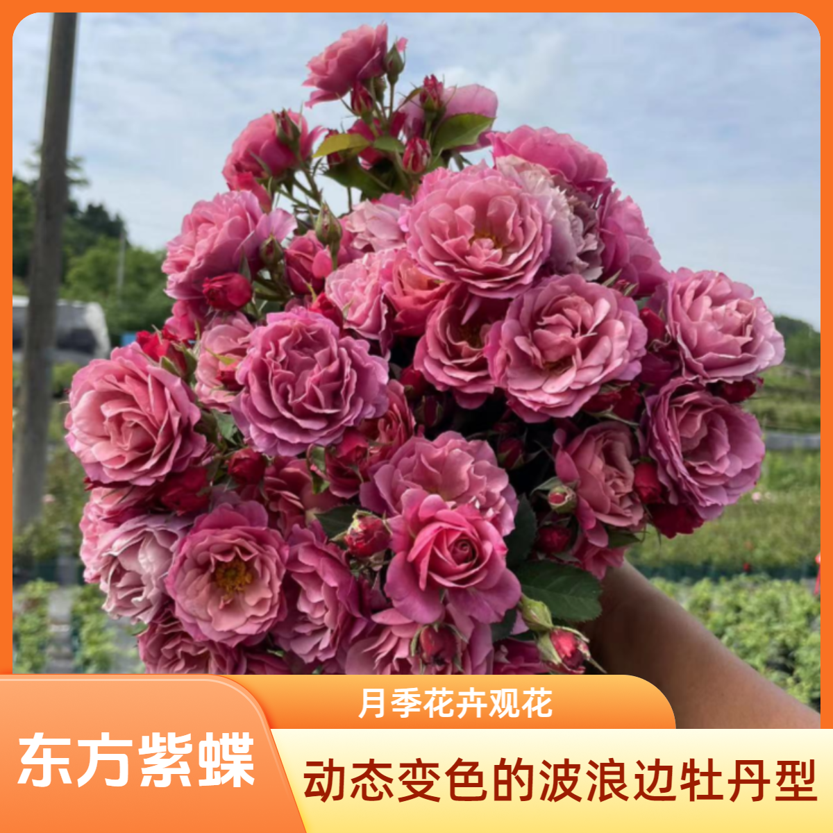 黑哥的花园多头球状葵月季抗病丰花四季开花不垂头阳台变复古花海