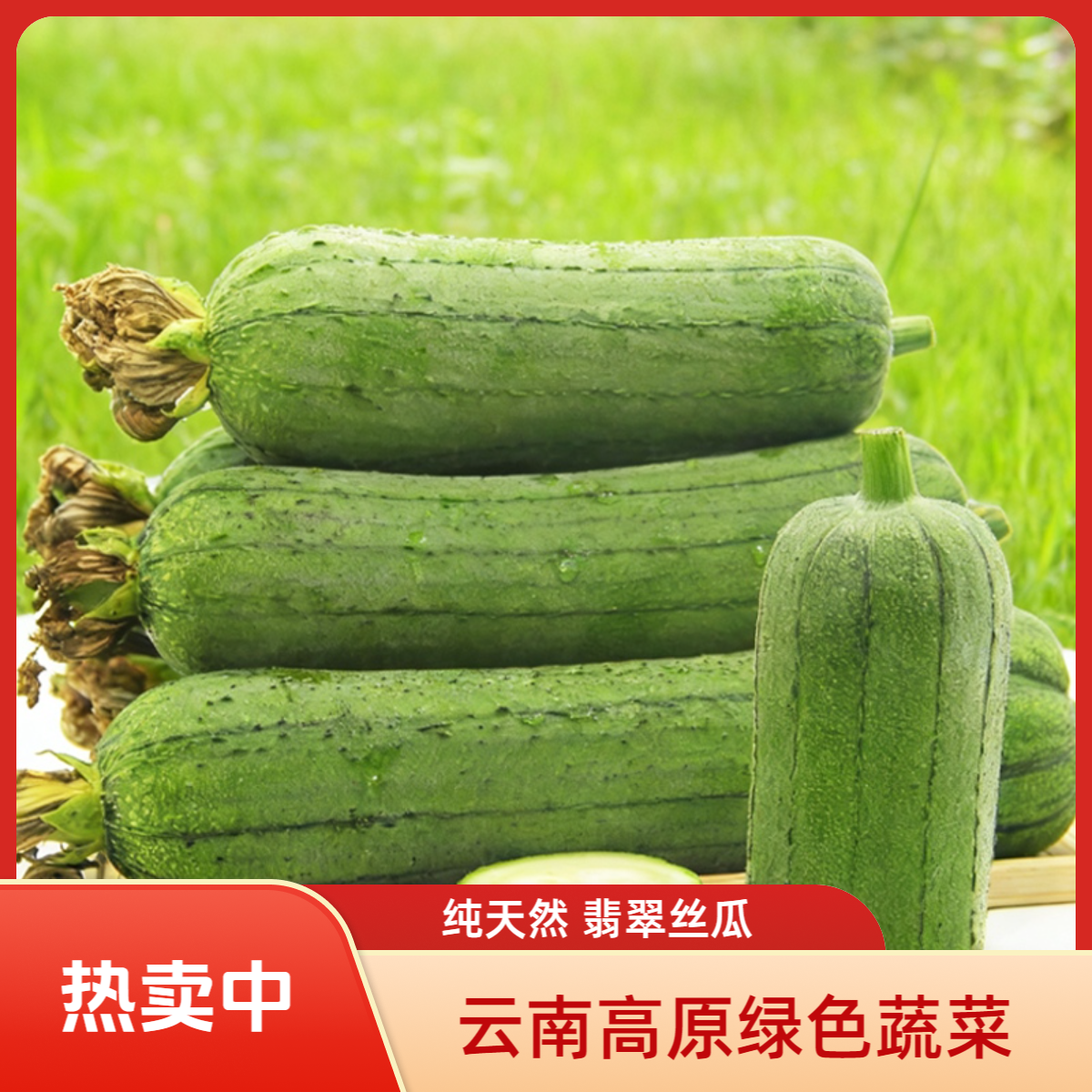 【天物良造】云南高原翡翠丝瓜 精品装 