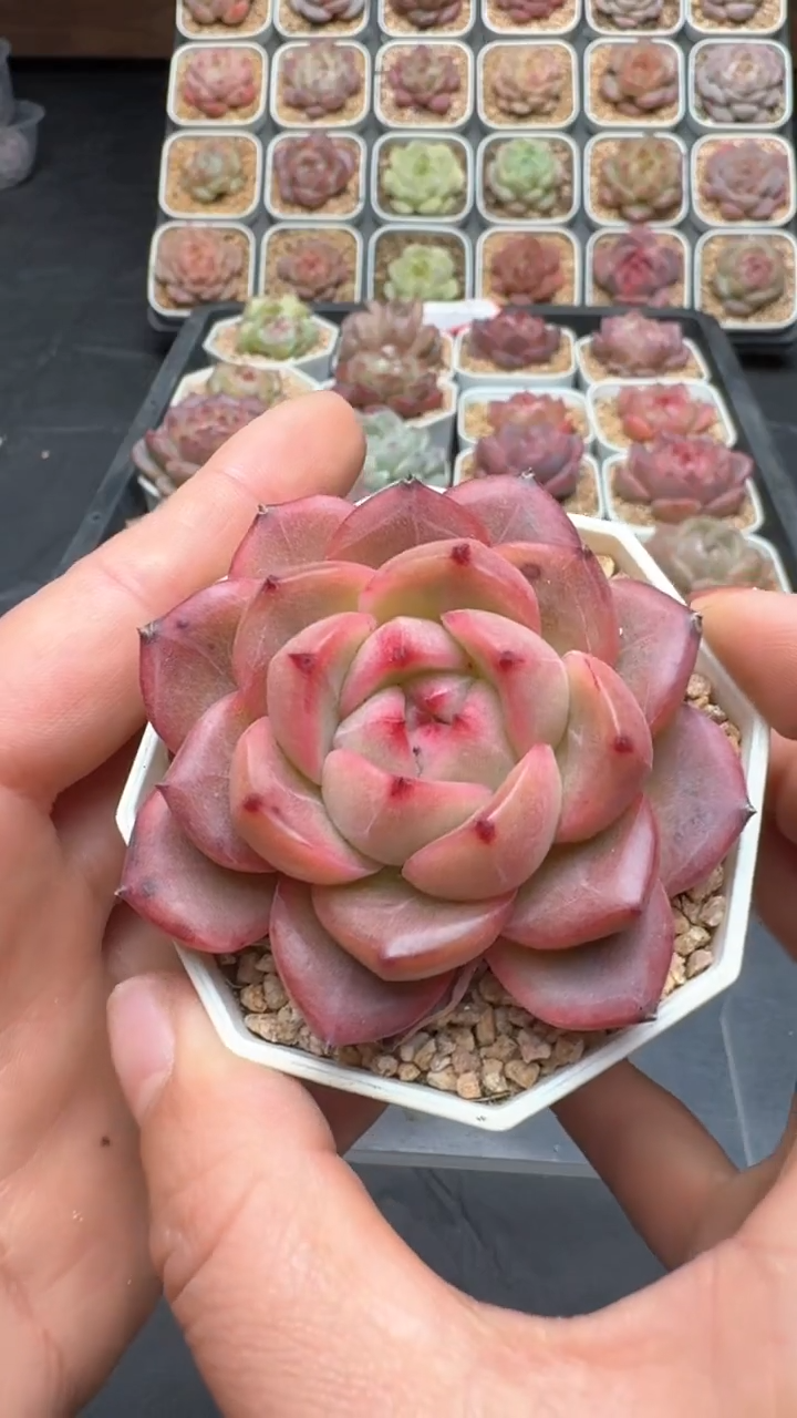 【闪购商品】108号珍妮多肉一物一拍3单包邮