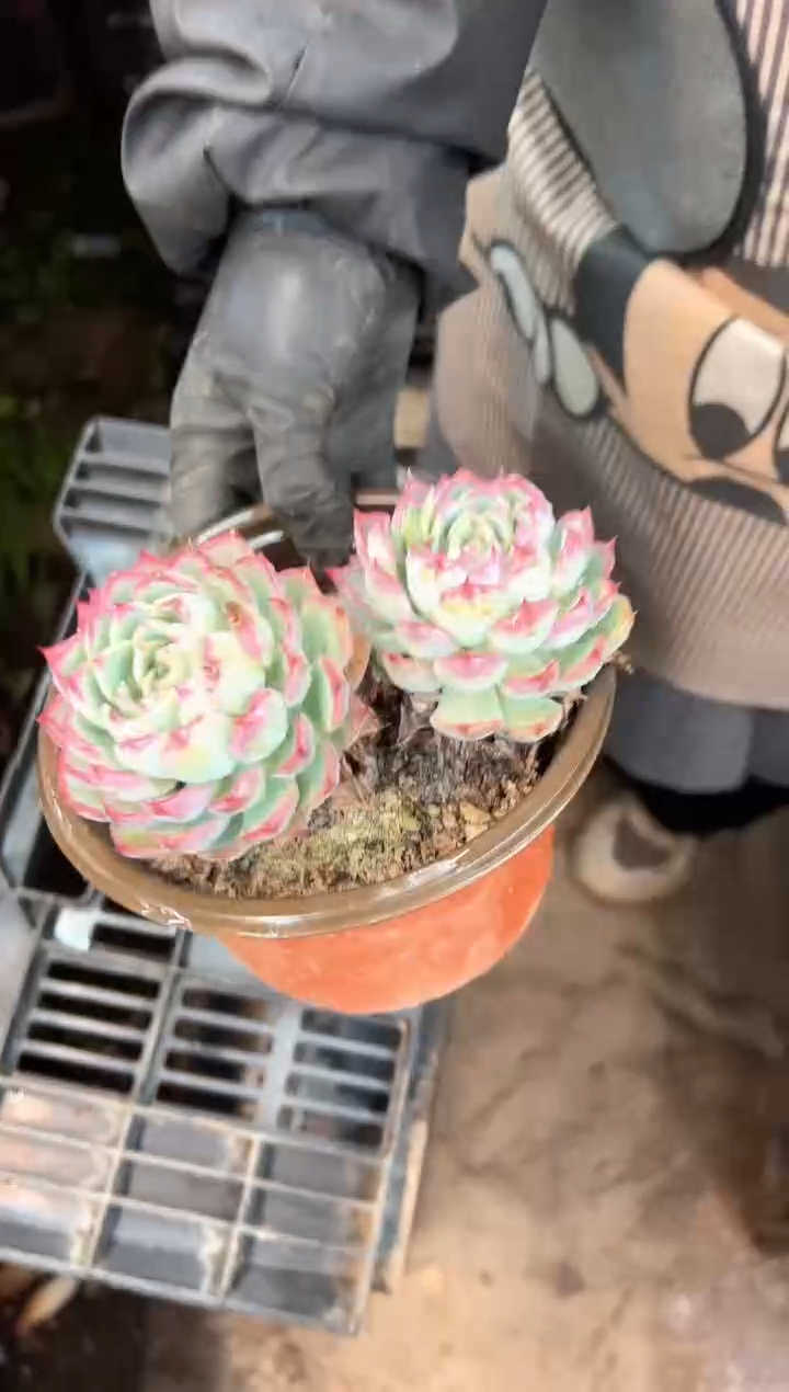 你*逗多肉植物一物一拍13436