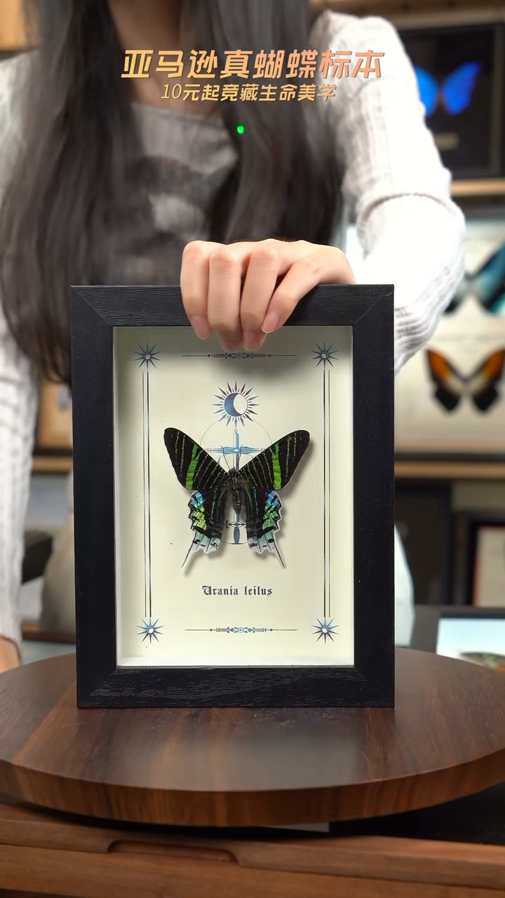 月亮蛾图腾款7寸竖框