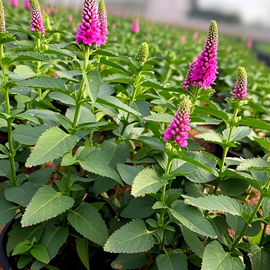 穗花婆婆纳耐热耐寒多年生花卉适合阳台庭院种植