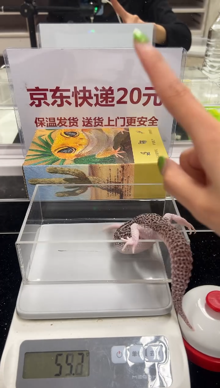 豹纹守宫046豹纹守宫