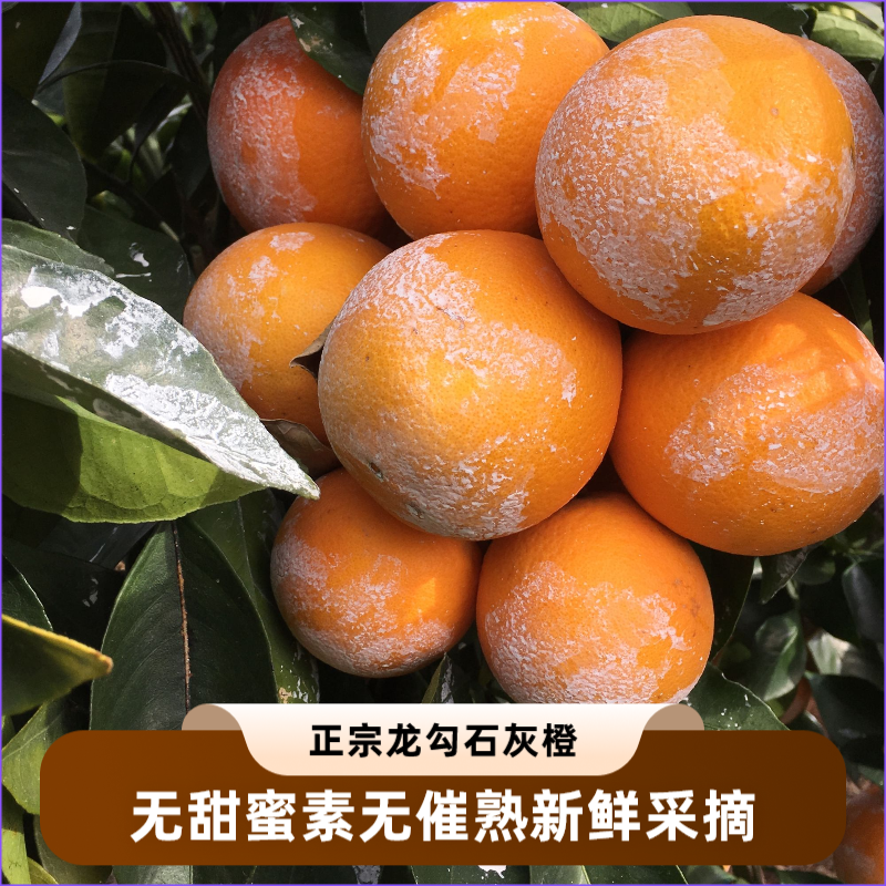 【现摘现发】江西赣南龙勾石灰脐橙当季自然树熟无催熟无甜蜜素头茬
