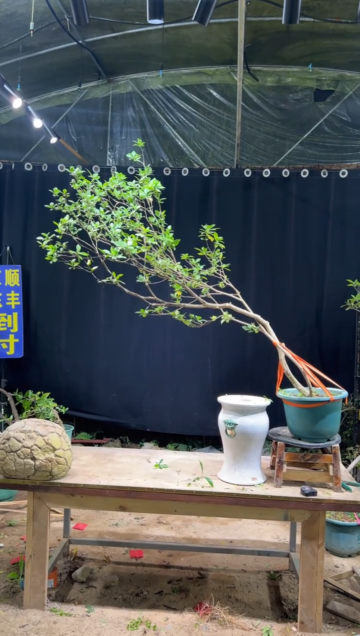 完全开放Y***颜海岛栀子花