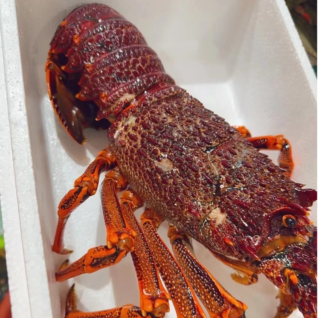 【鲜活】小澳龙仔 南非龙虾仔200g-250g/一只