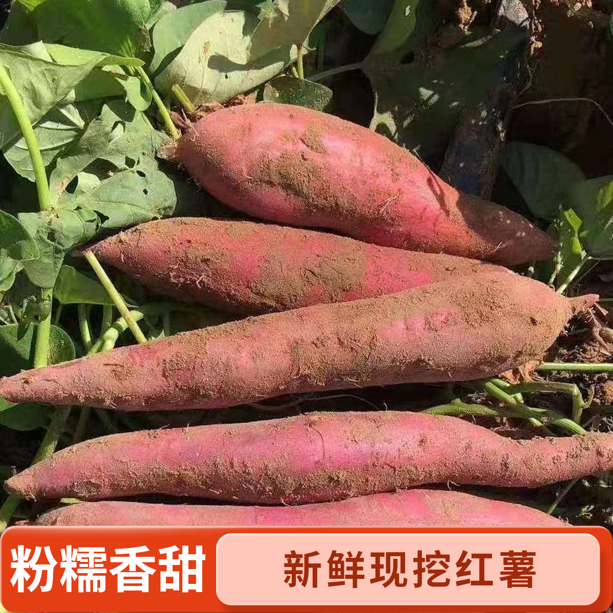 正宗陕西板栗红薯干面粉甜烤地瓜番薯山芋