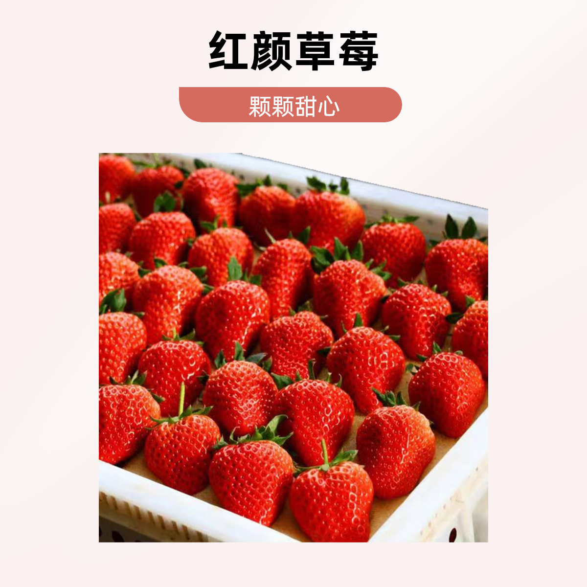 红颜草莓  每一颗都透着香甜 