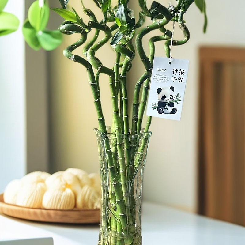 专用富贵竹转运竹室内客厅盆栽招财竹弯竹水竹水养竹子大型绿植