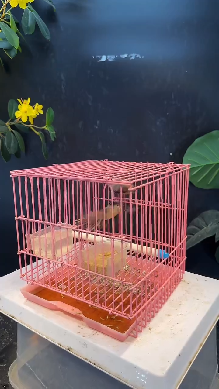 虎皮鹦鹉40号 2银喉长尾 养笼0元起拍