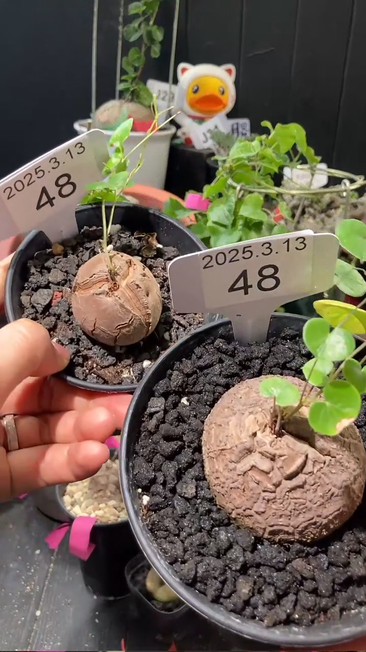 【闪购商品】南非龟甲龙3.13.48