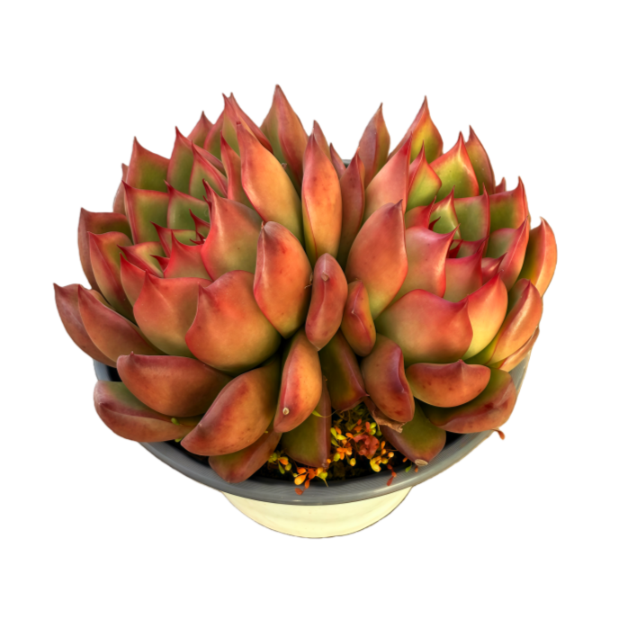 萤火虫（2头起发）带盆土 多肉盆栽 云南多肉基地直发 任意3单包邮