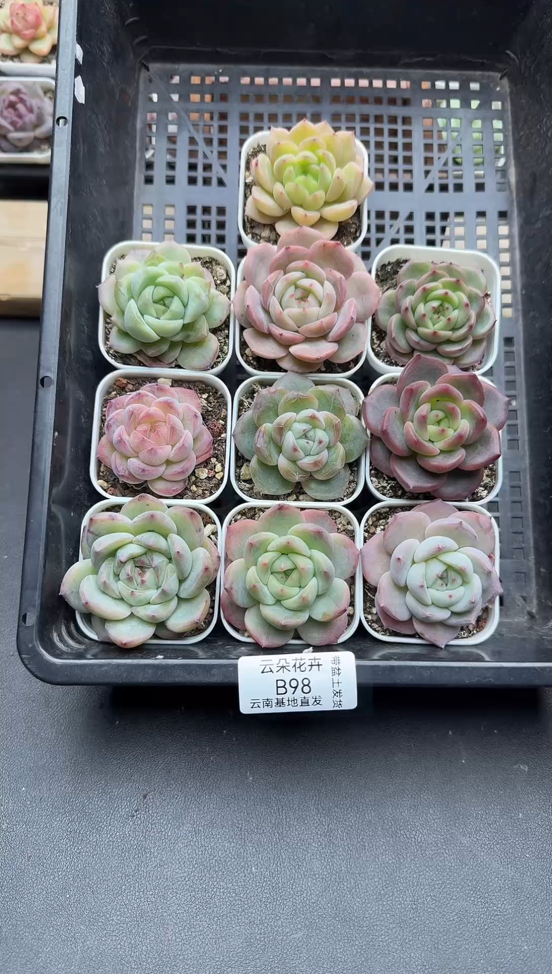 珍妮杂交多肉B98