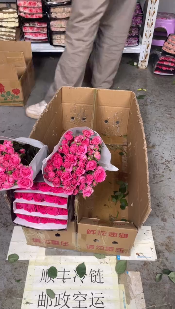 佛洛依德1扎+苏菲3扎