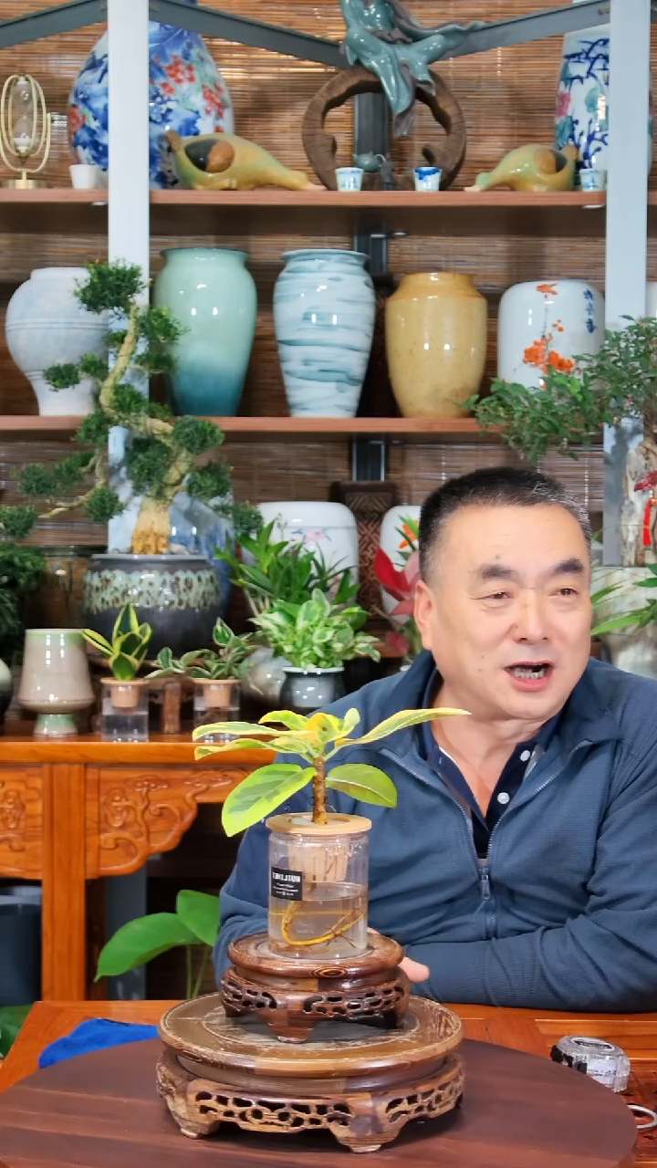 无花朵好**果水之韵水培黄金榕