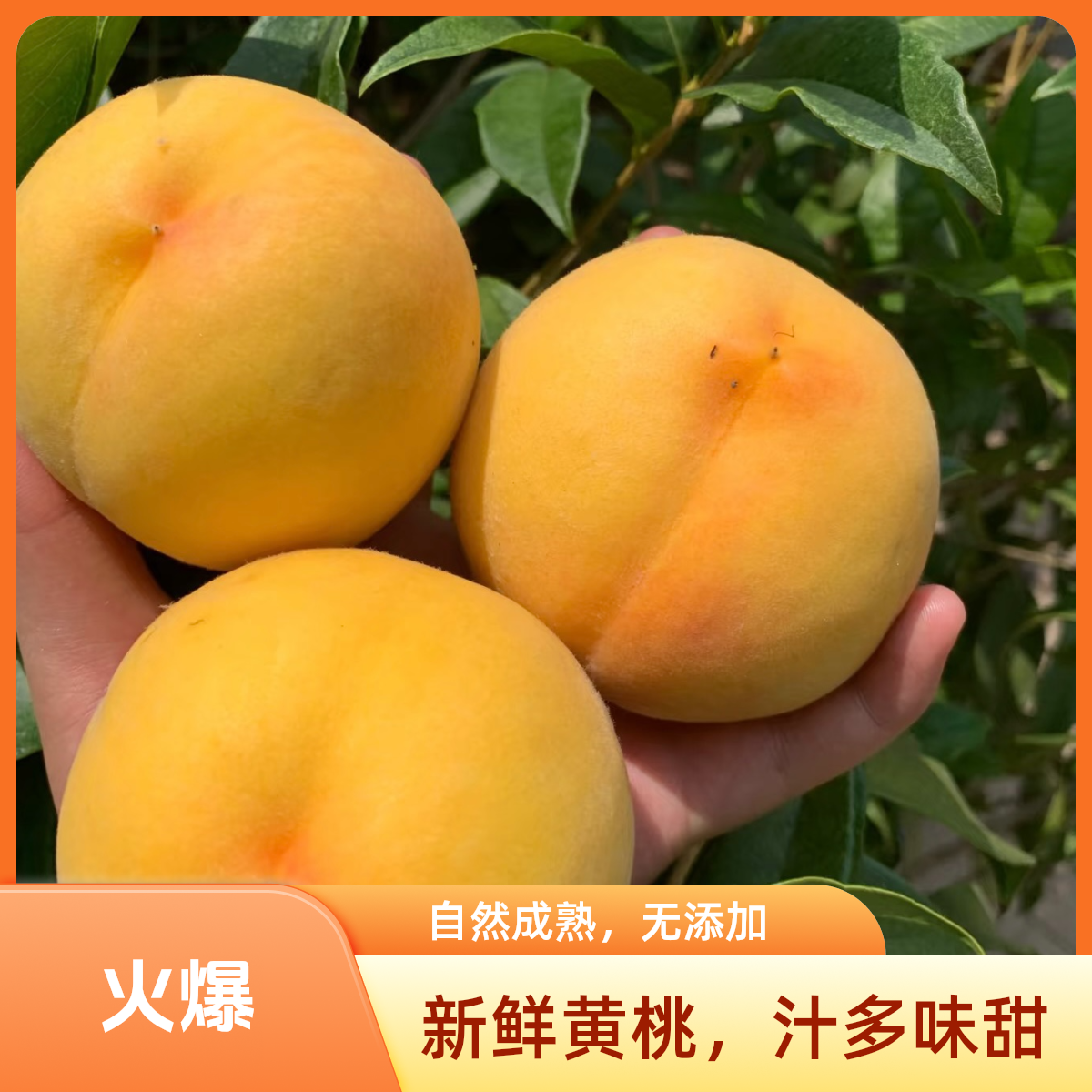 正宗平谷大桃（黄毛蜜桃)甜蜜多汁口口爆汁皮薄肉厚北京市北京市