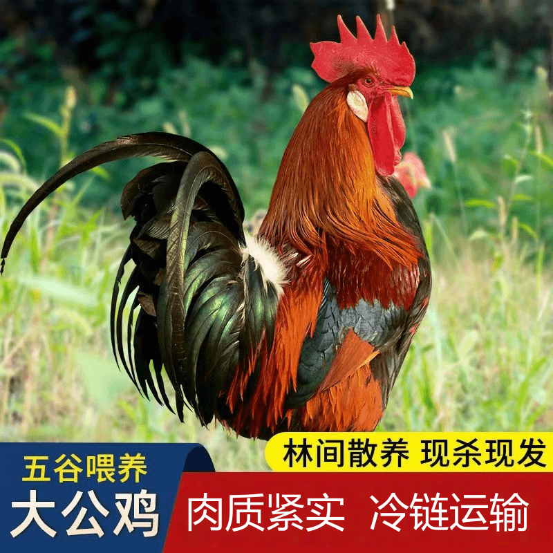 拍一发二散养农村大公鸡新鲜肉质鲜嫩净膛现杀净重5.4-6斤