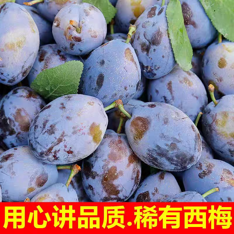 蓝蜜西梅鲜果正宗大西梅新鲜水果当季应季孕妇李子批发一整箱西梅