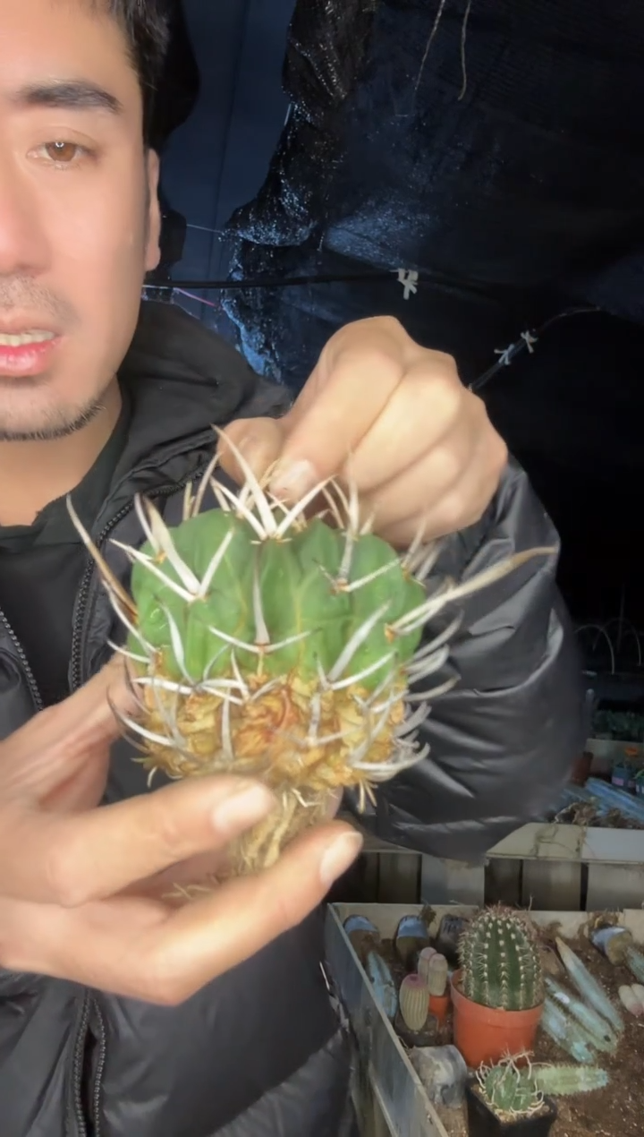 【闪购商品】龙剑丸1111111