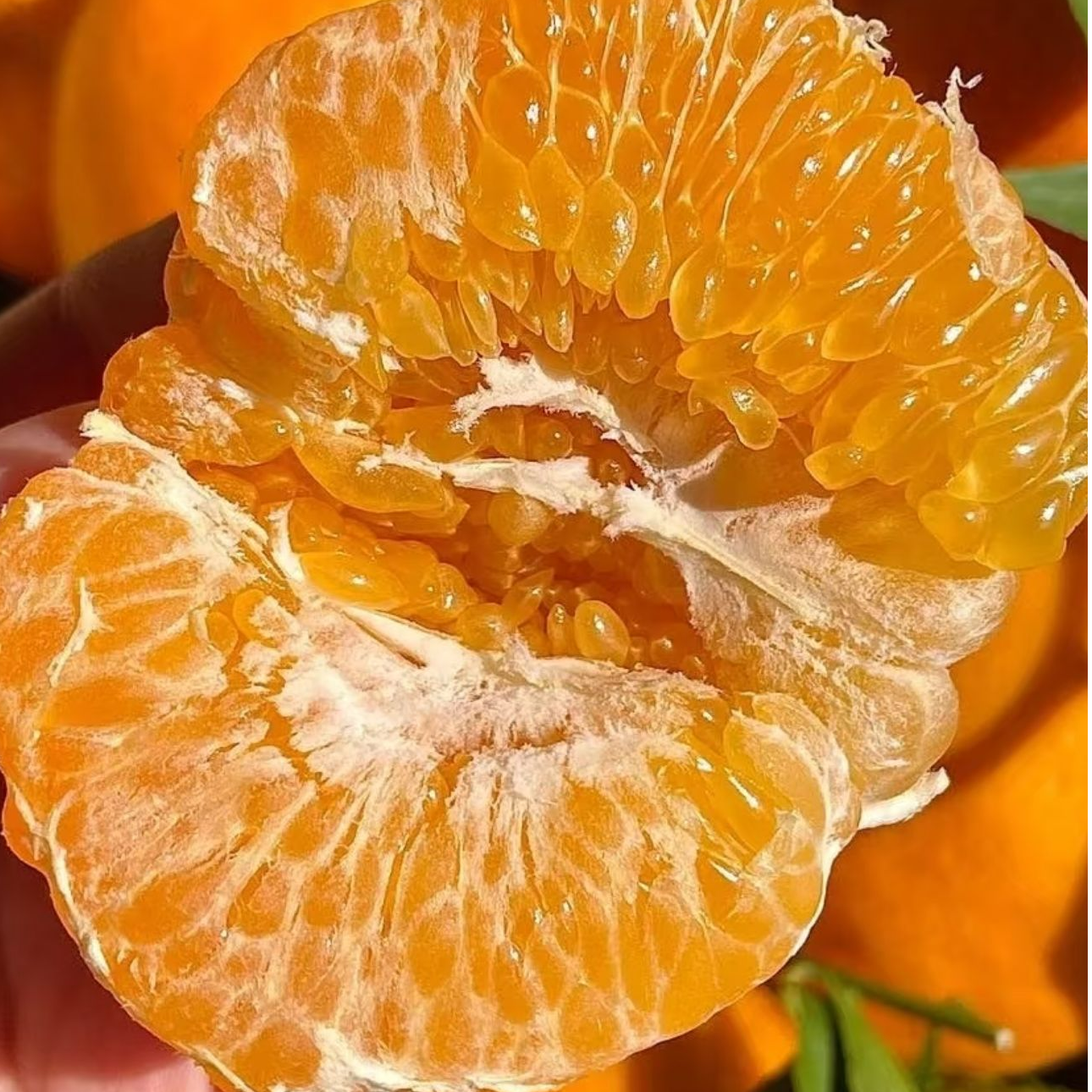 【顺丰 福利特惠】9.9元耙耙柑 粒粒爆汁 补水解腻 到手一斤半到两斤 自然成熟果 非科技果