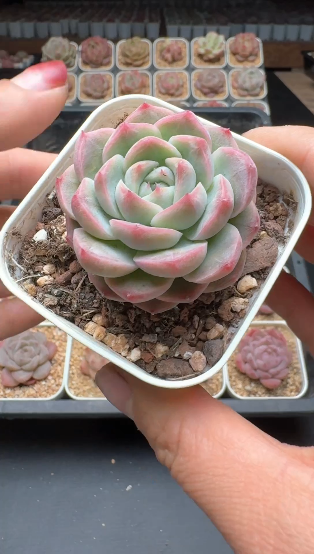 【闪购商品】985E号一物一拍多肉花卉植物拍3颗起发