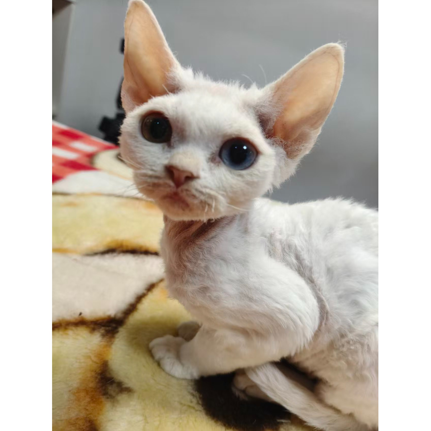 德文猫自家繁育纯白异瞳