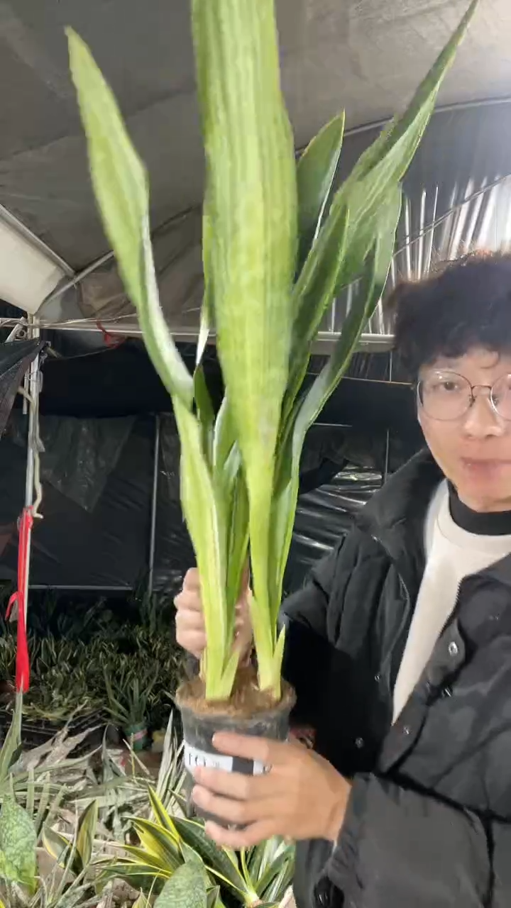 百合带盆土28.8.