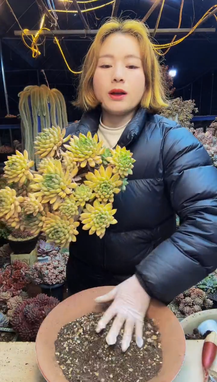 大星际迷航脱土包邮