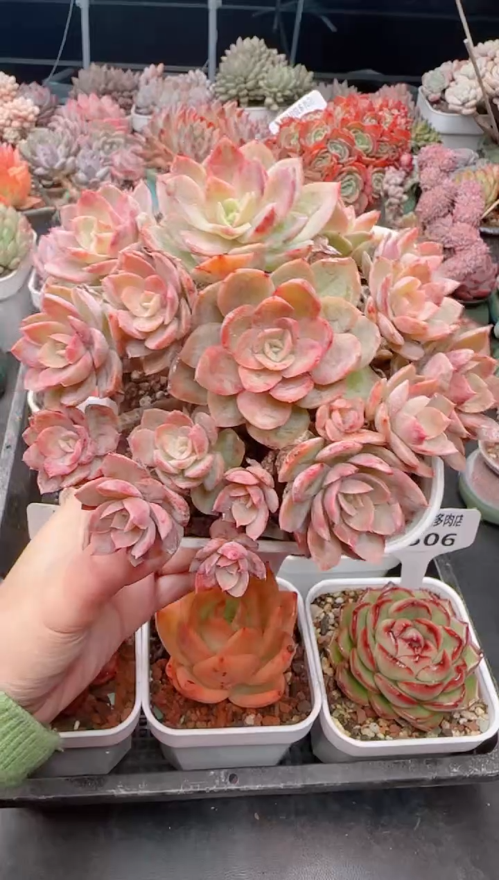 【闪购商品】5510.