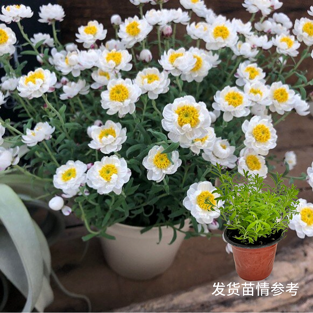 塔莎的花园纸鳞托菊盆栽草本好养爆花室内室外庭院阳台新手好养