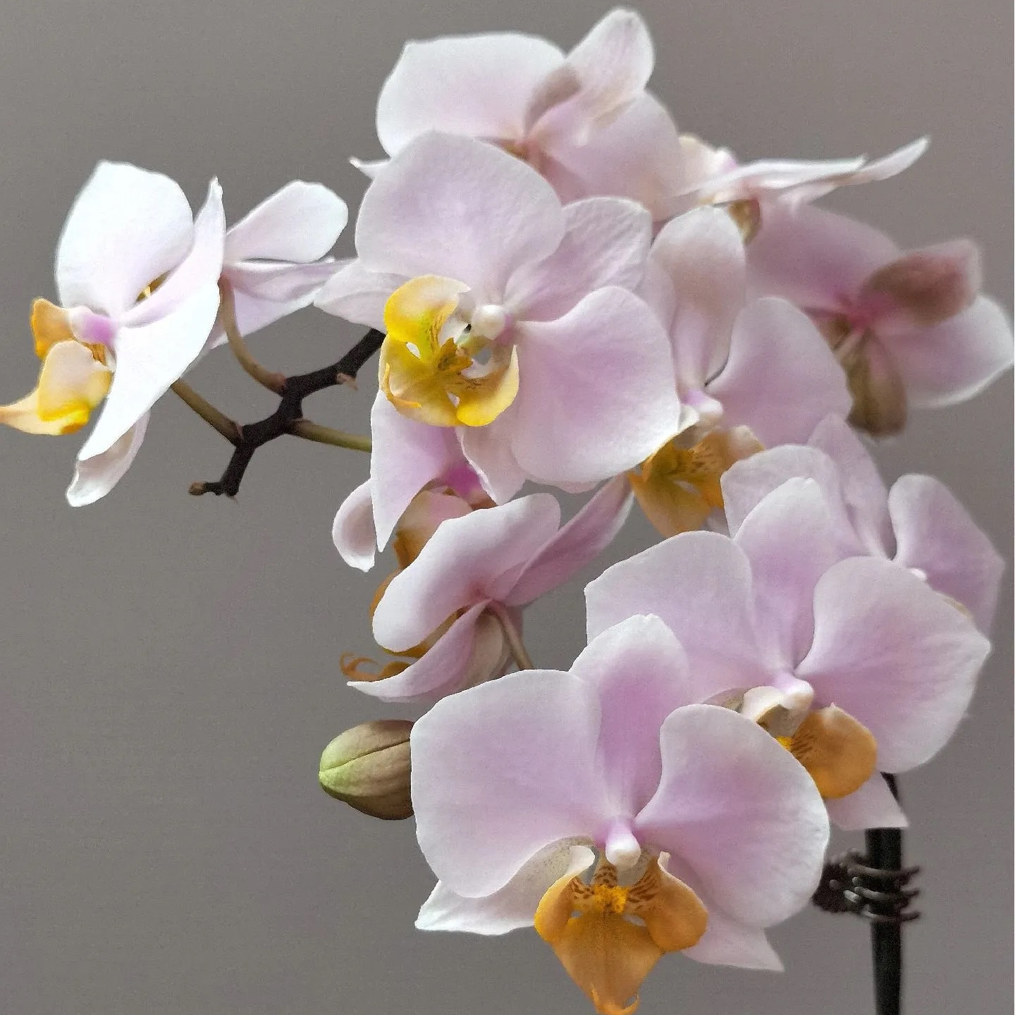 【图尔坎带花苞少量开花】3.5寸杯 含花剑--蝴蝶兰客厅绿植盆栽